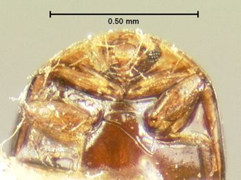 Media type: image;   Entomology 6669 Aspect: head frontal view